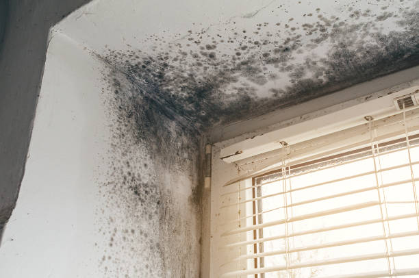 Affordable Bathroom Mold Removal solutions in Scotts, MI